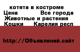 котята в костроме › Цена ­ 2 000 - Все города Животные и растения » Кошки   . Карелия респ.